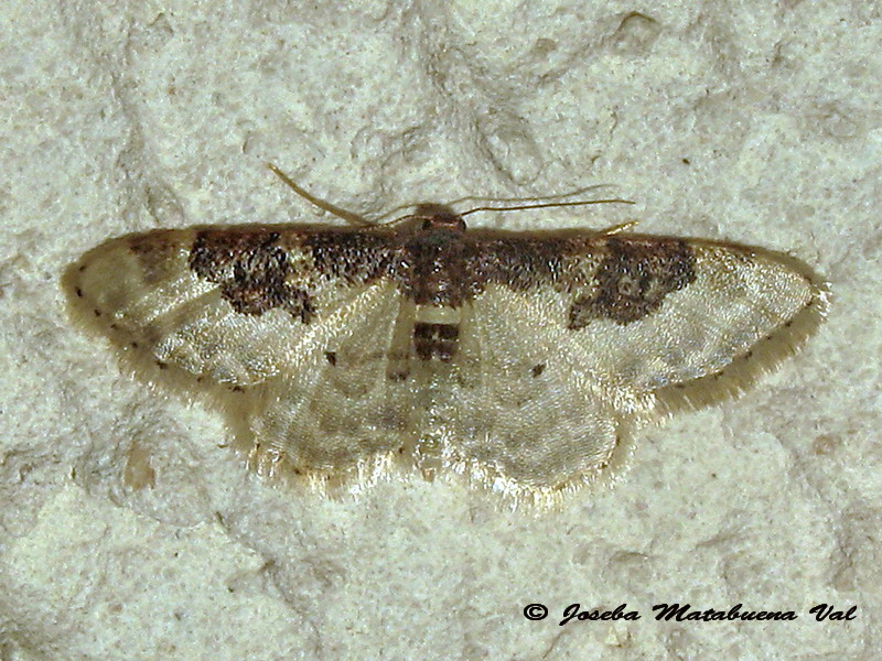 Idaea mustelata - Geometridae